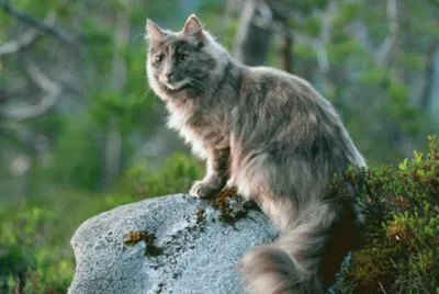 skogkatt