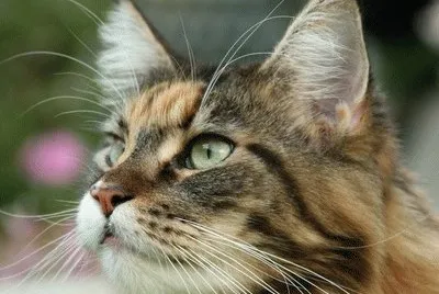 skogkatt