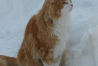 skogkatt