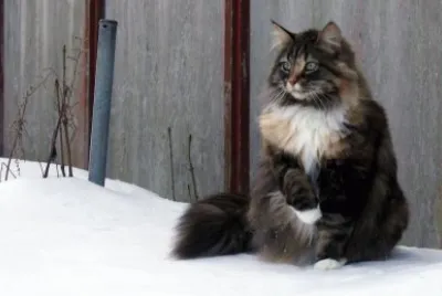 skogkatt jigsaw puzzle