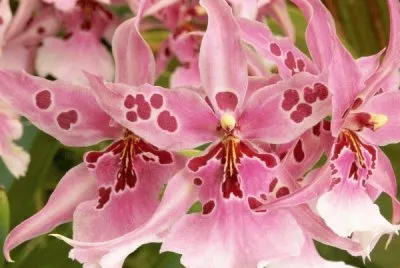 Orchids
