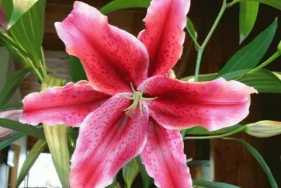 Beautiful Lily