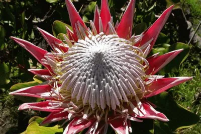 Protea Cynariodes  South Africa
