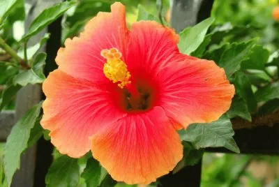 Hibiscus  South Africa