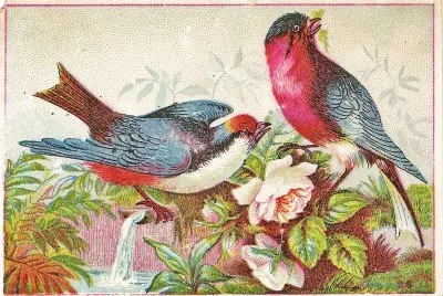 Love Birds