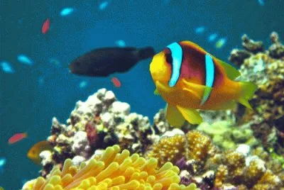 Amphiprion bicinctus