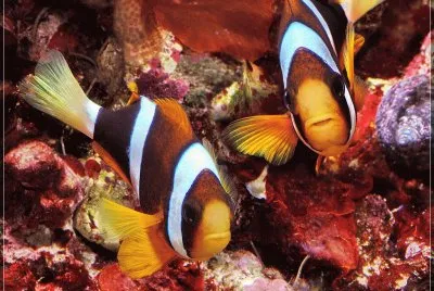 Amphiprion clarkii