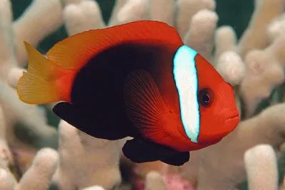 Amphiprion frenatus