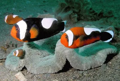 Amphiprion polymnus