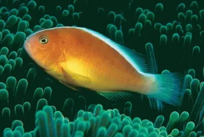 Amphiprion sandaracinos