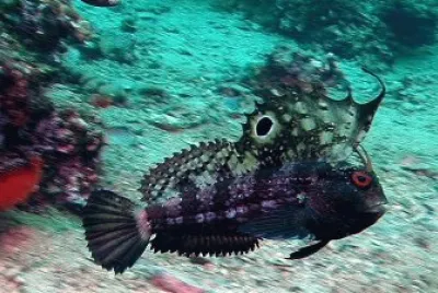 Blennius ocellaris