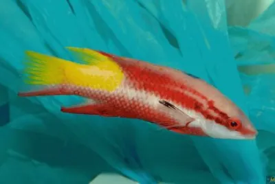 Bodianus pulchellus