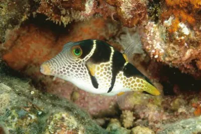 Canthigaster valentini
