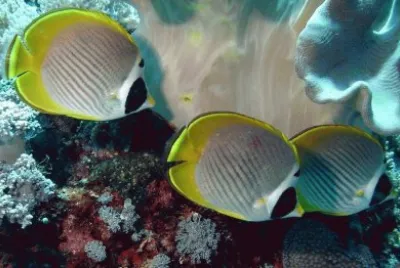 Chaetodon adiergastos