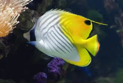 Chaetodon auriga