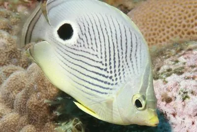 Chaetodon capistratus