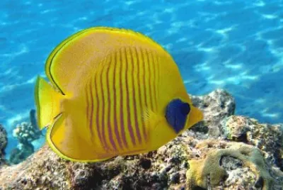 Chaetodon semilarvatus