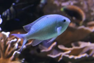Chromis caerulea