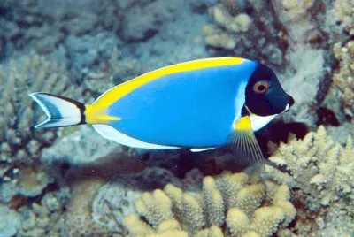 Acanthurus leucosternon