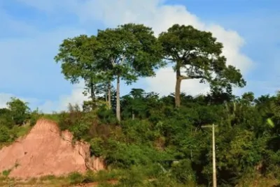 Castanheiras - Tefé - AM