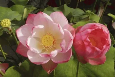 Lotus Flowers