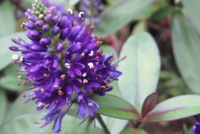Beautiful  Flower