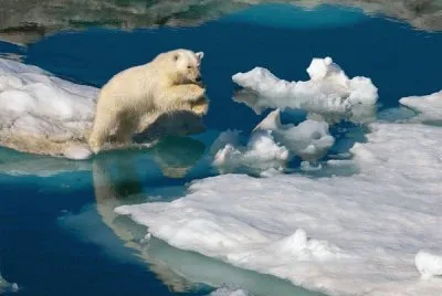 Jumping Polar Bear  Svalbard  Norway 's Artic area