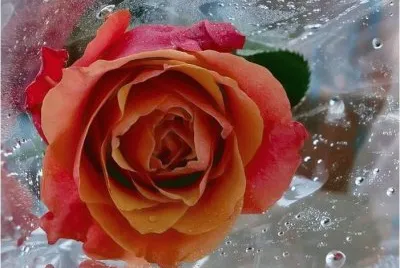 פאזל של Rosa