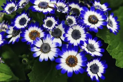 פאזל של Cineraria