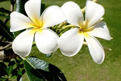 Beautiful Flower  Fiji