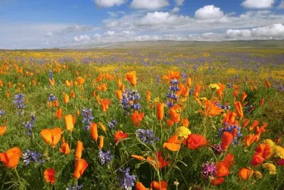 Colorful Landscape