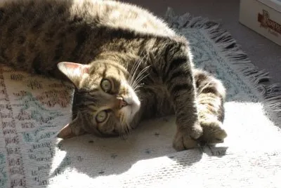 CAT: BALOO