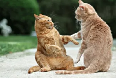 gatti