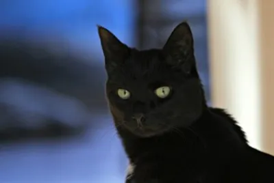 gatto