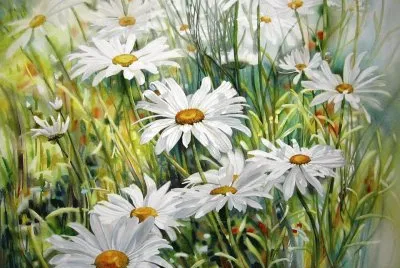 margaridas