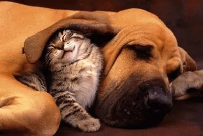 cÃ£o e gato