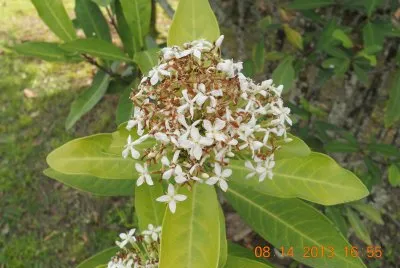 flores