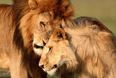leones jigsaw puzzle