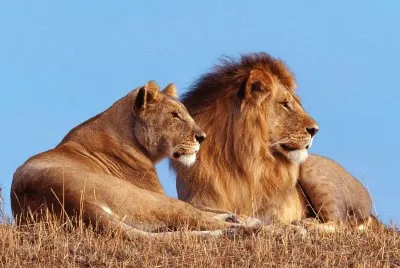 leones jigsaw puzzle