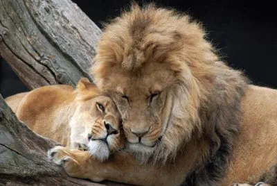 leones