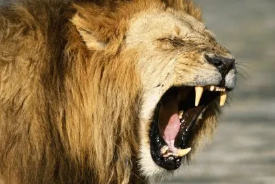 leones jigsaw puzzle