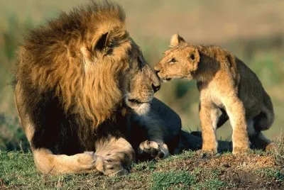 leones jigsaw puzzle
