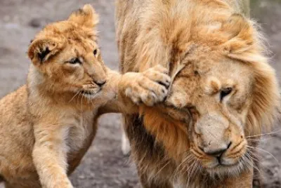 leones