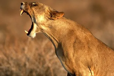 leones jigsaw puzzle