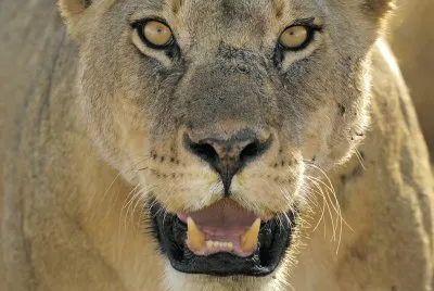 leones jigsaw puzzle