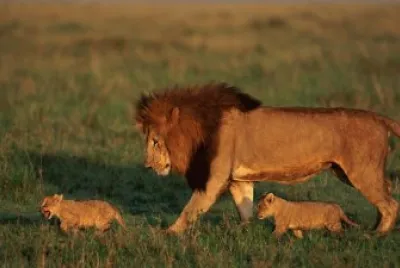 leones