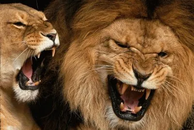 leones jigsaw puzzle
