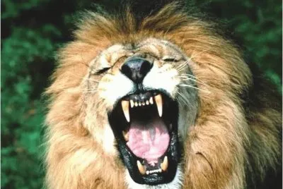 leones jigsaw puzzle