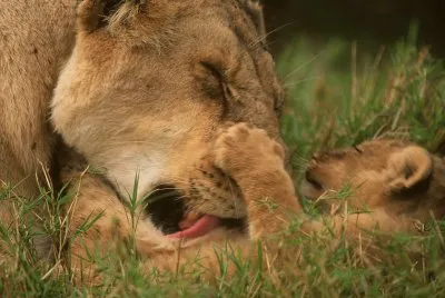 leones jigsaw puzzle