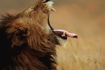 leones
